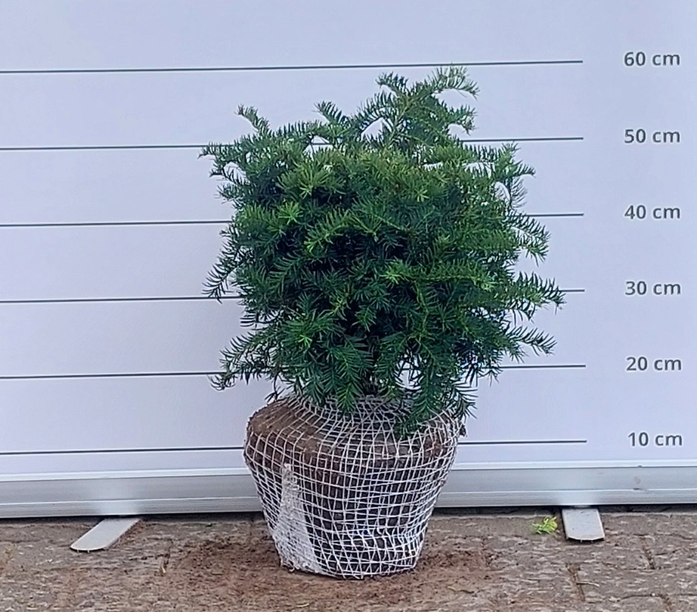 Taxus b. 'Repandens' - 40-50 CM RB